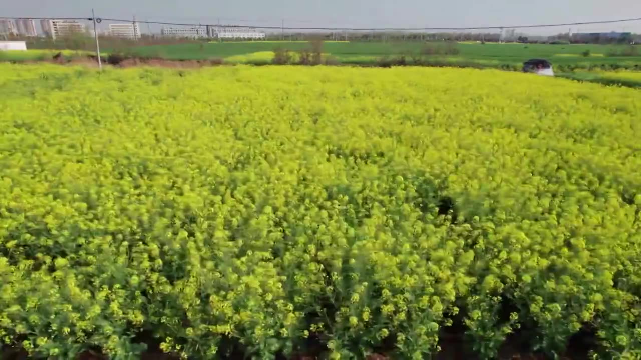 油菜花视频素材