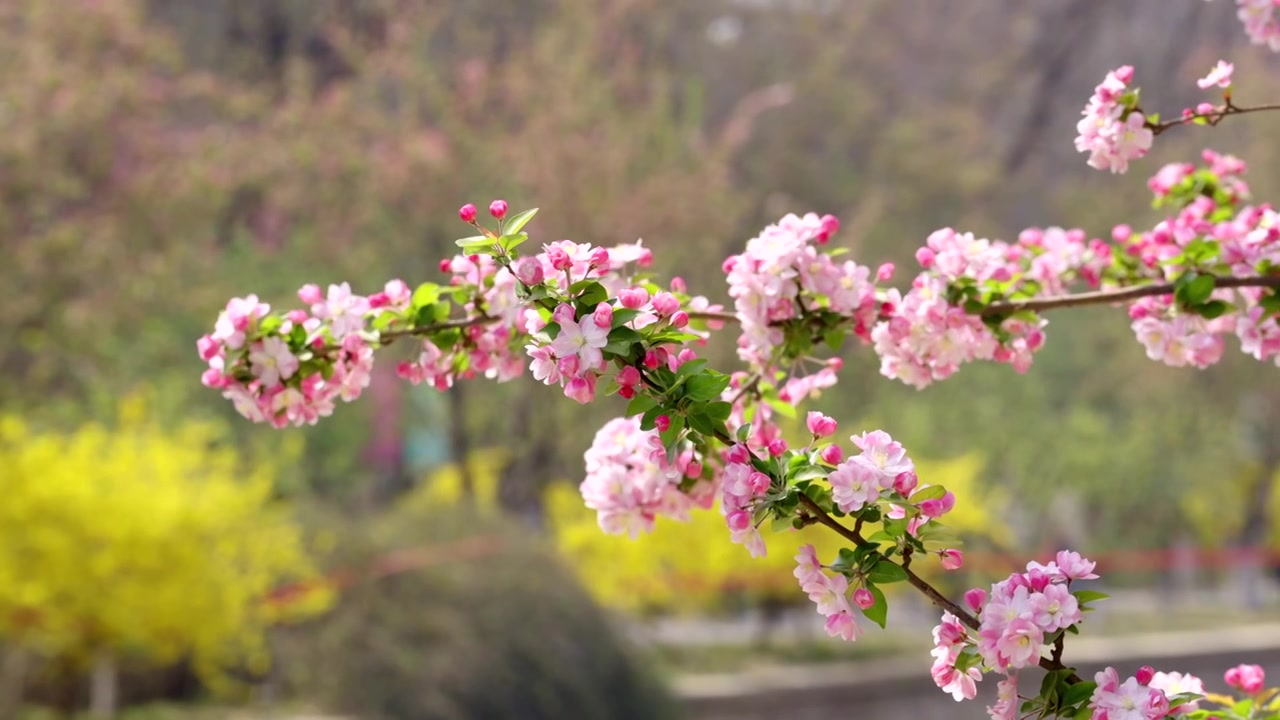 北京春天 元大都 海棠花盛开 小桥 流水 游人视频素材