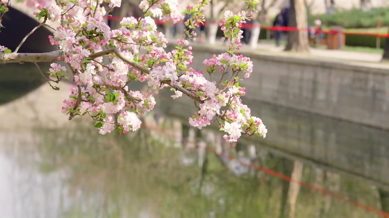 北京春天 元大都 海棠花盛开 小桥 流水 游人视频素材