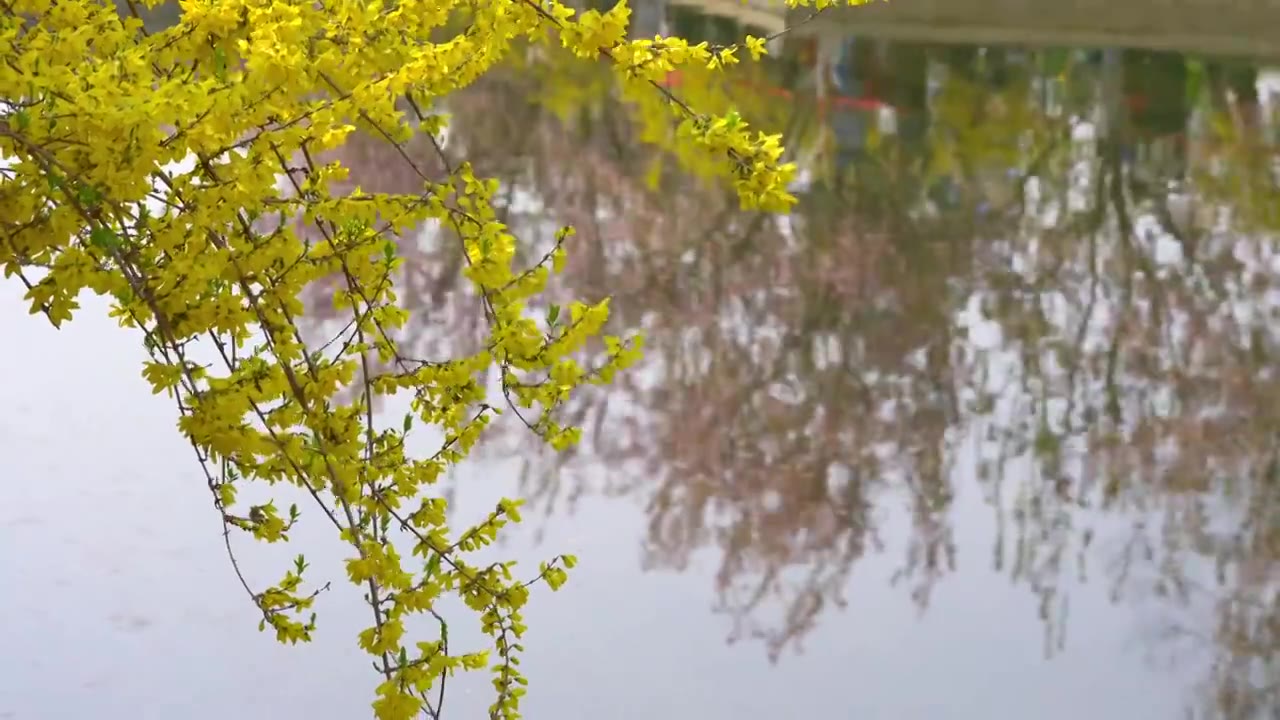 北京春天元大都遗址公园 河道旁的连翘随风摆动 水中映着海棠花视频素材