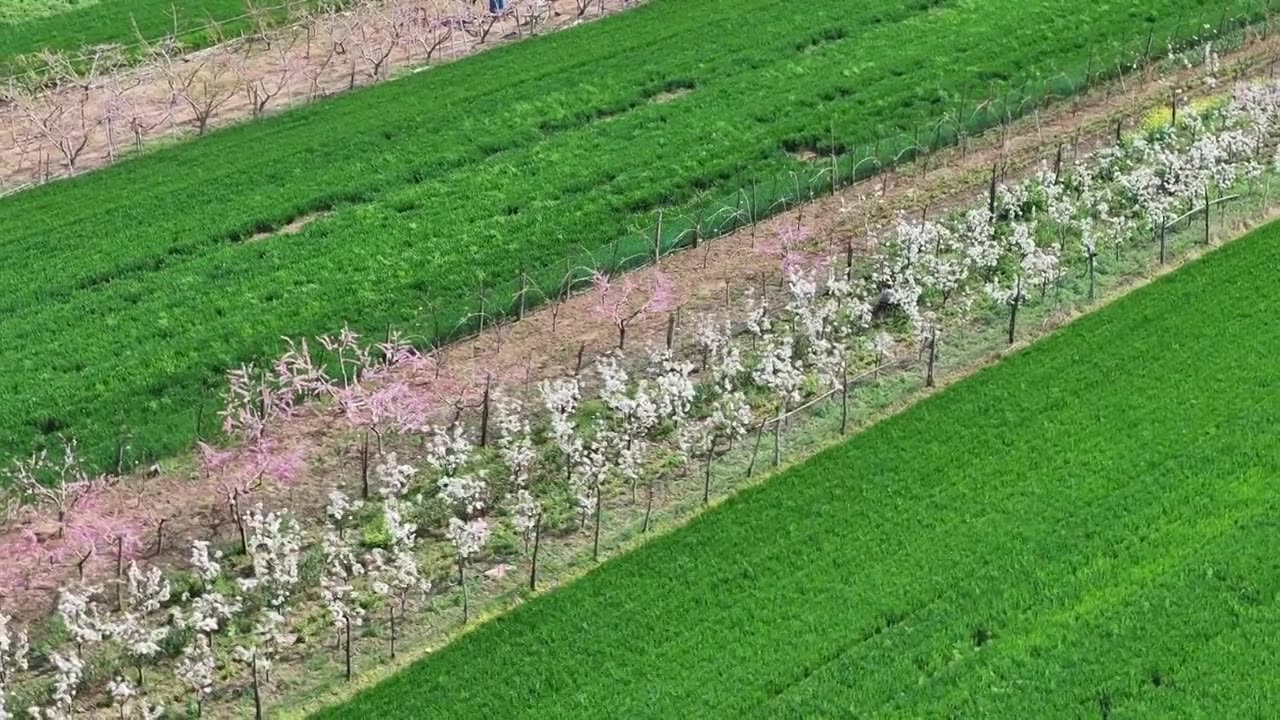 周口农田套种，小麦与果园，春天桃树、梨树花开视频素材