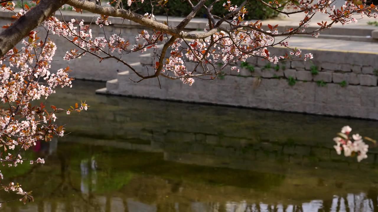 北京春天 元大都遗址公园 城市河道旁 樱桃李花开花落视频素材