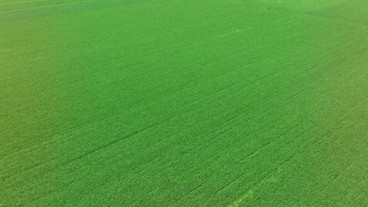 春天的商水高标准农田小麦种植大场景视频素材