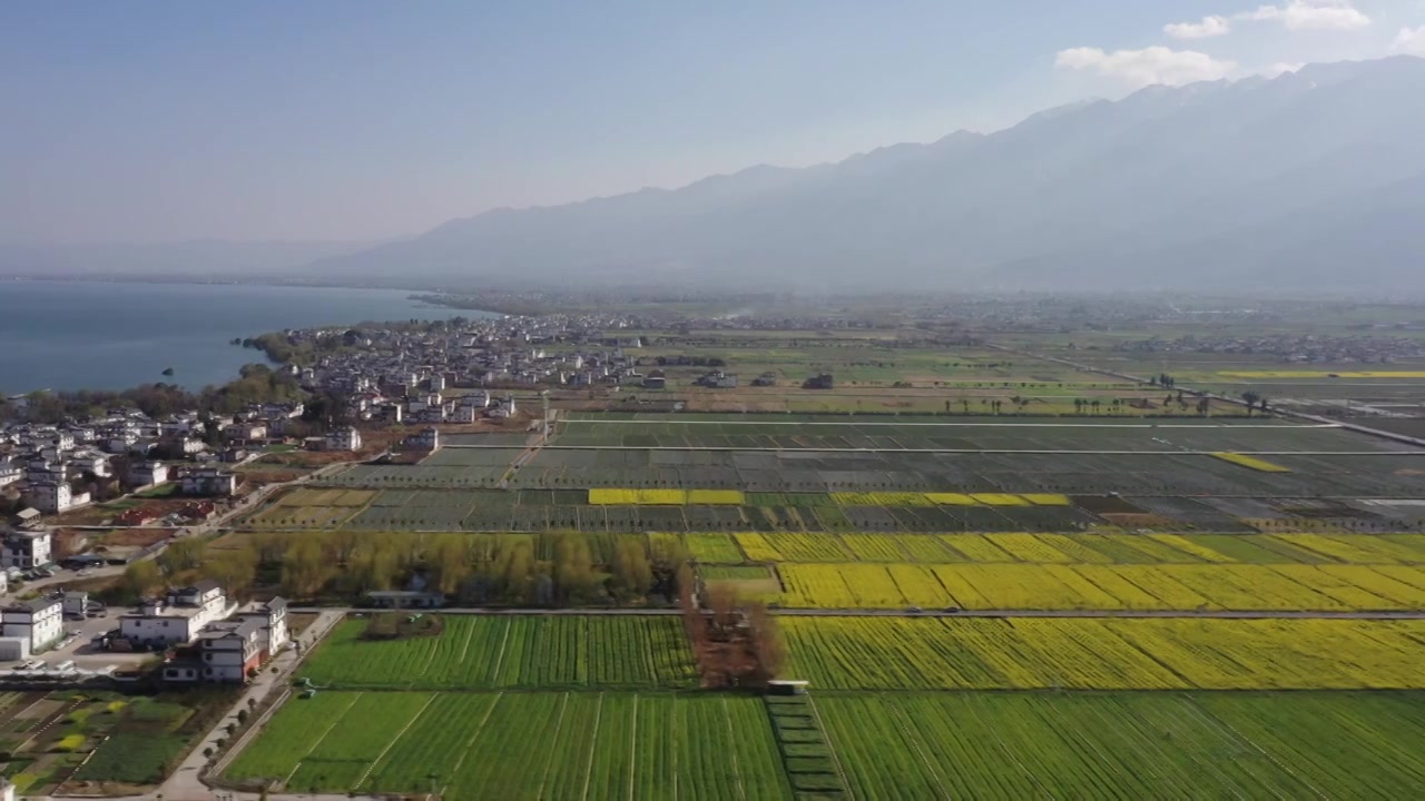 4K实时 云南大理麦田油菜花 苍山洱海视频素材