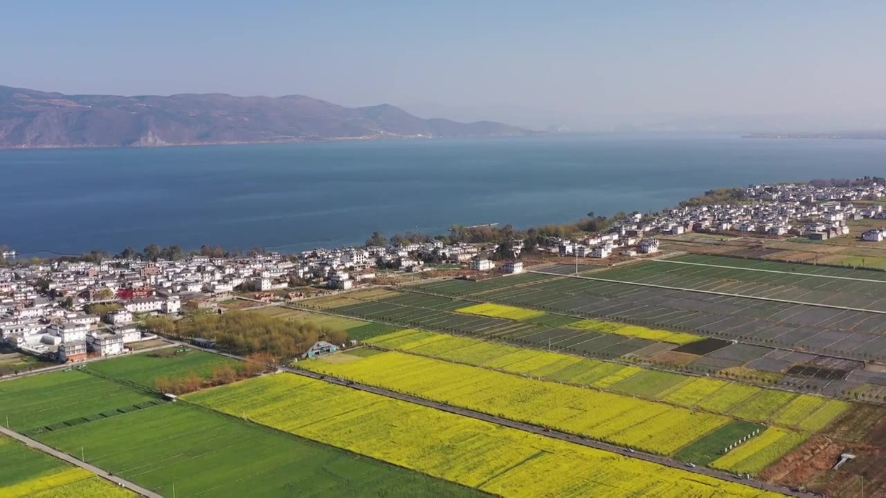 4K实时 云南大理麦田油菜花 苍山洱海视频素材