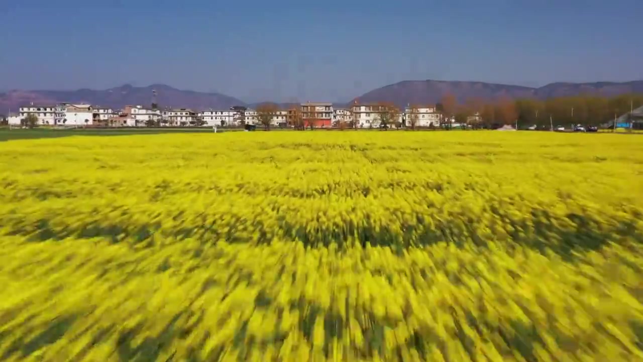 4K实时 云南大理麦田油菜花 苍山洱海视频素材