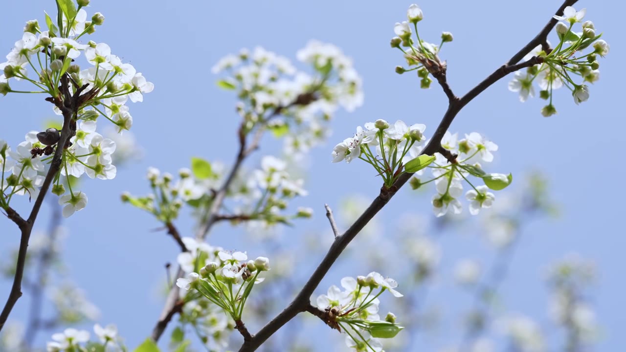 春天白色梨花盛开视频素材