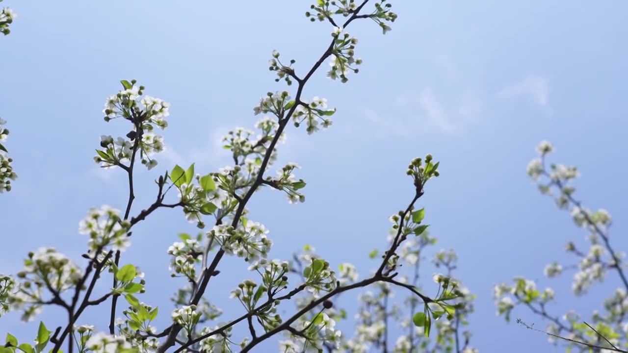 春天白色梨花盛开视频素材