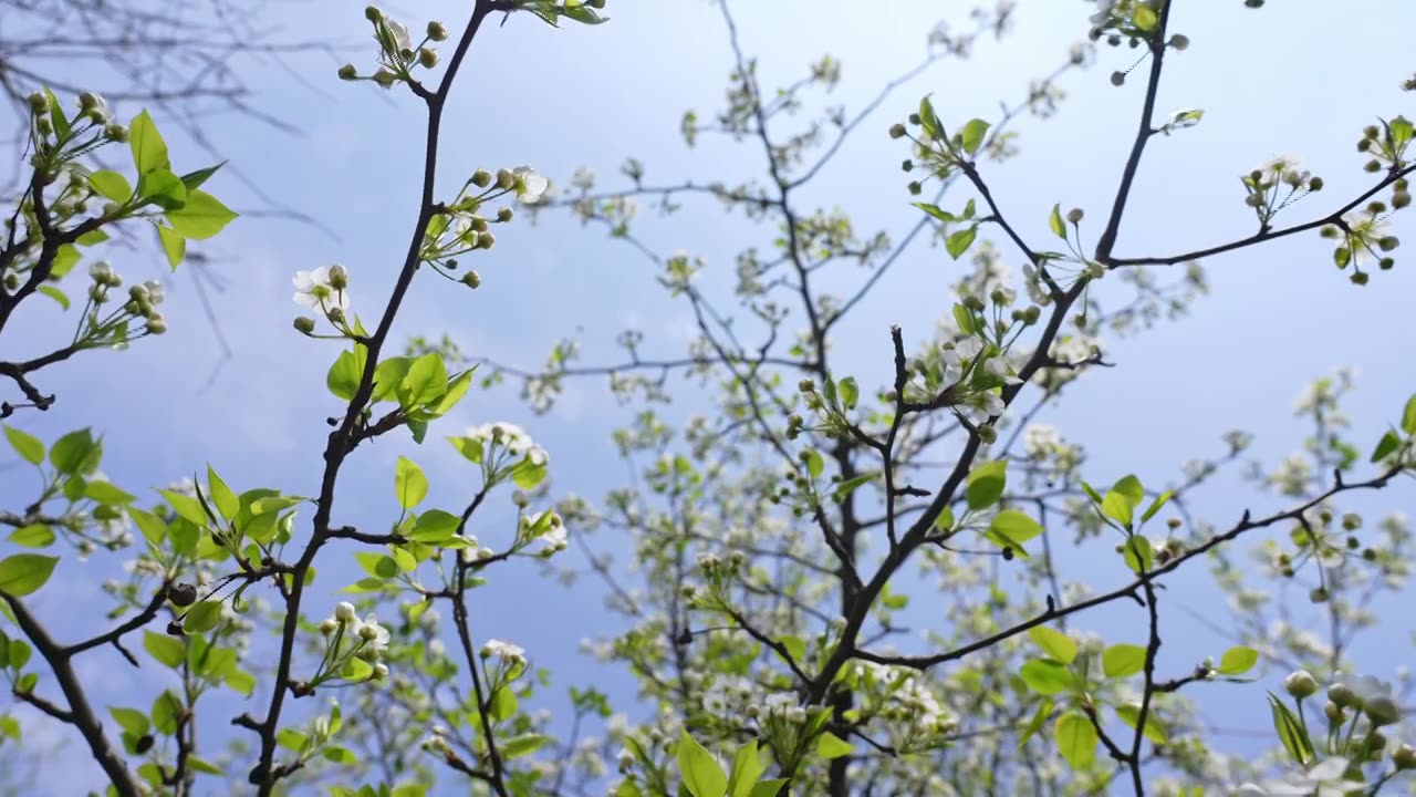 春天白色梨花盛开视频素材