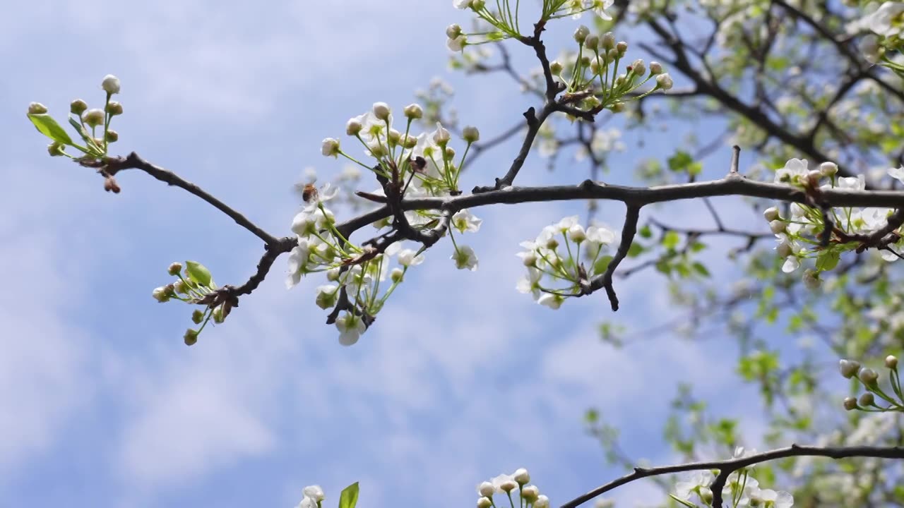 春天白色梨花盛开视频素材