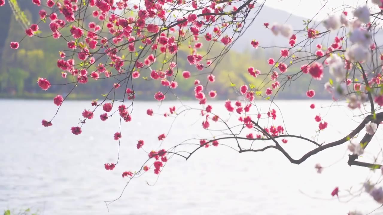 杭州西湖春天盛开的唯美红色桃花视频素材