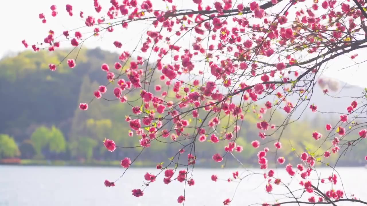 杭州西湖春天盛开的唯美红色桃花视频素材