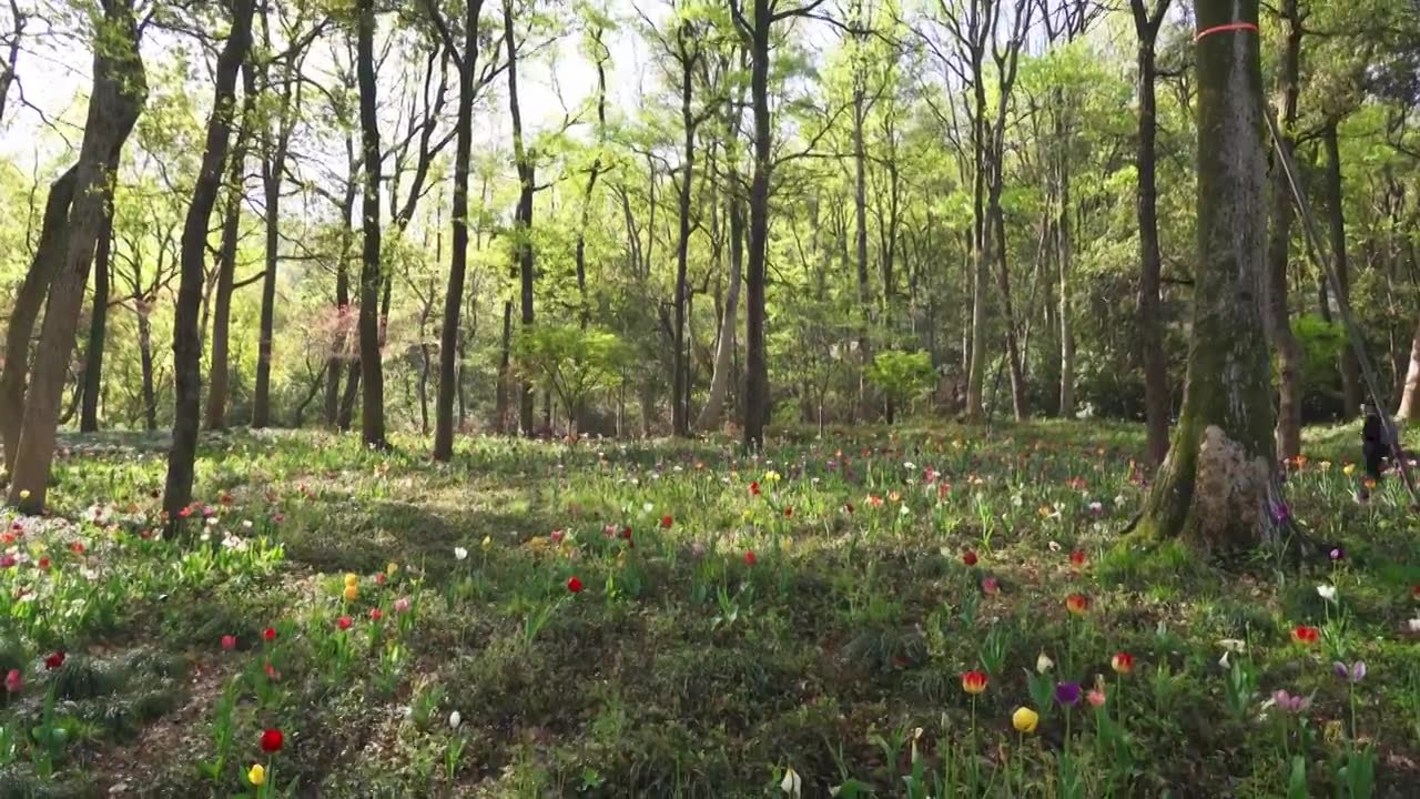 杭州西湖太子湾公园春天郁金香花展花海踏青春游赏花自然治愈风景视频素材