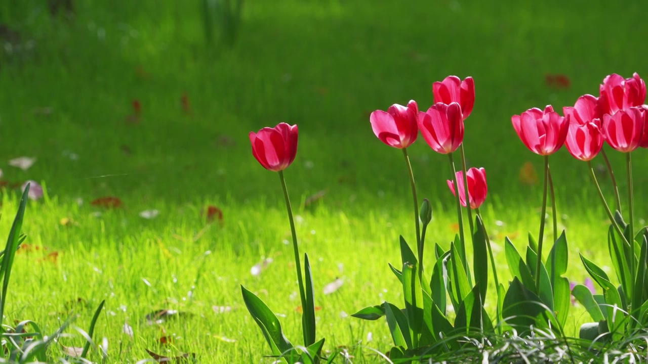 杭州西湖太子湾公园春天郁金香花展花海踏青春游赏花自然治愈风景视频素材