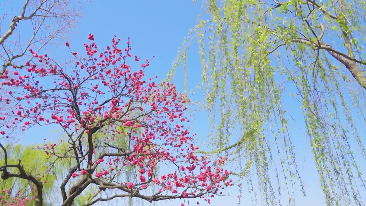 杭州西湖春天桃红柳绿江南自然治愈风景视频素材