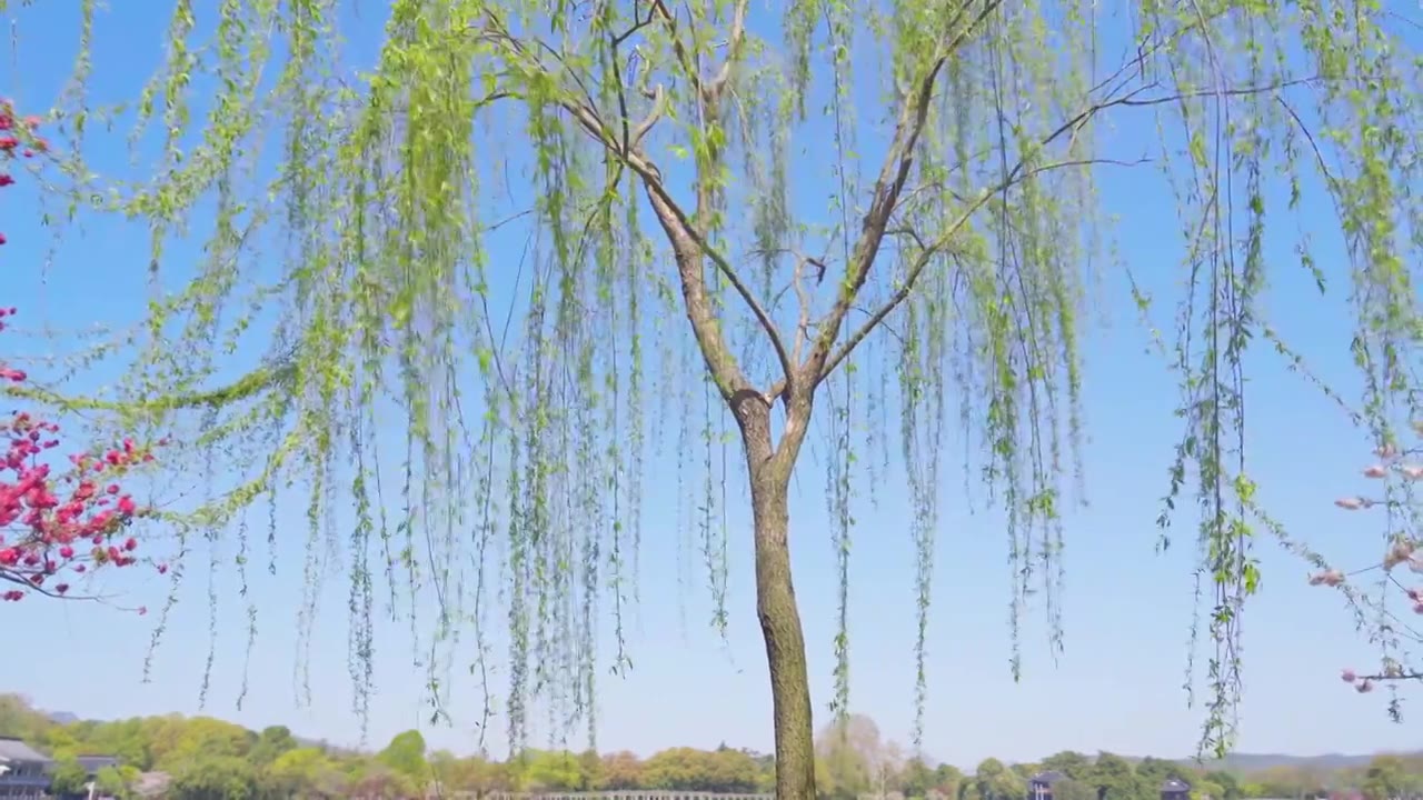 杭州西湖春天桃红柳绿江南自然治愈风景视频素材