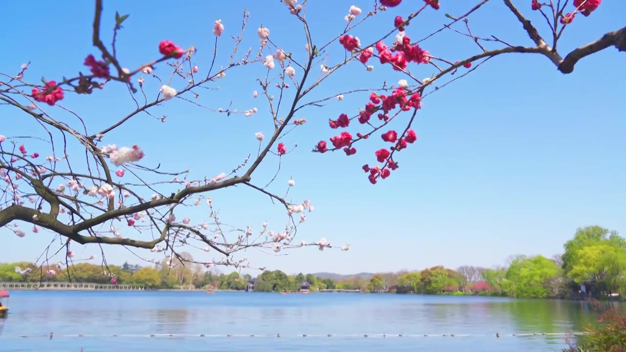 杭州西湖春天双色桃花江南自然治愈风景视频素材