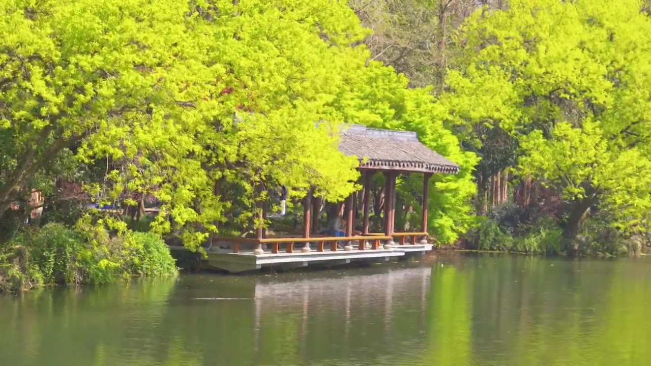 江南杭州西湖春天自然清新治愈风景视频素材