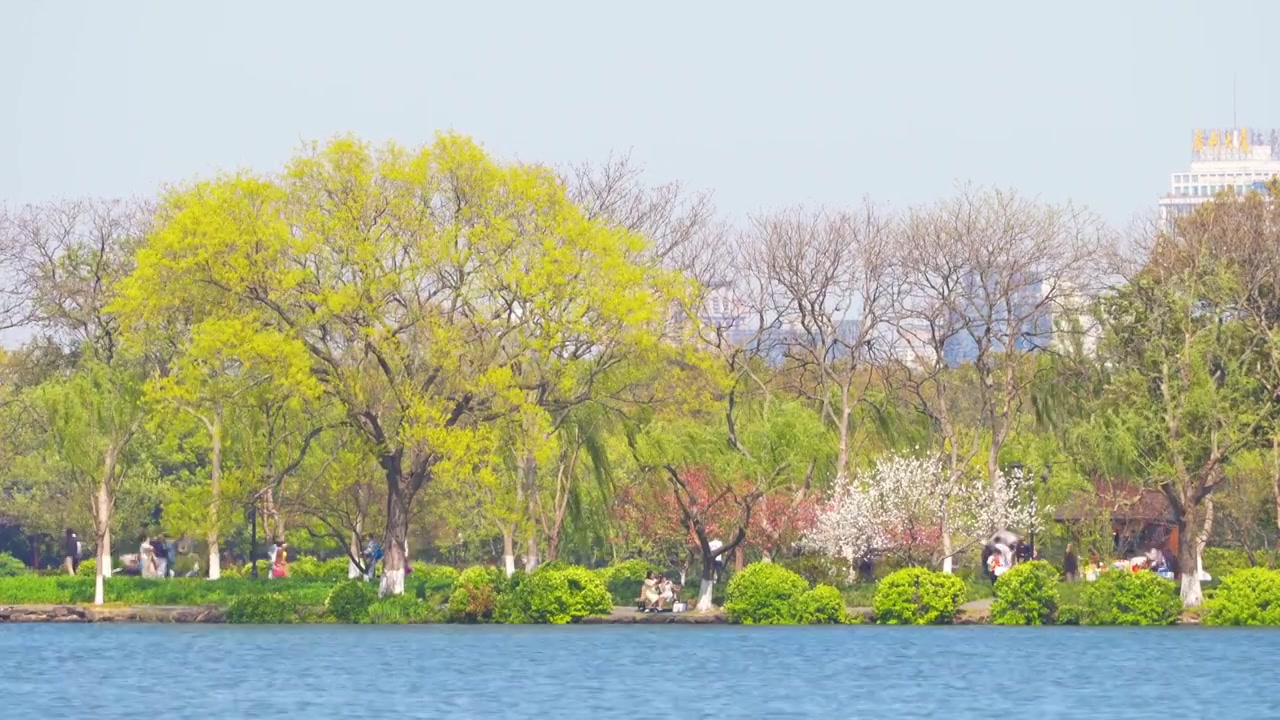 江南杭州西湖春天桃红柳绿自然清新治愈风景视频素材