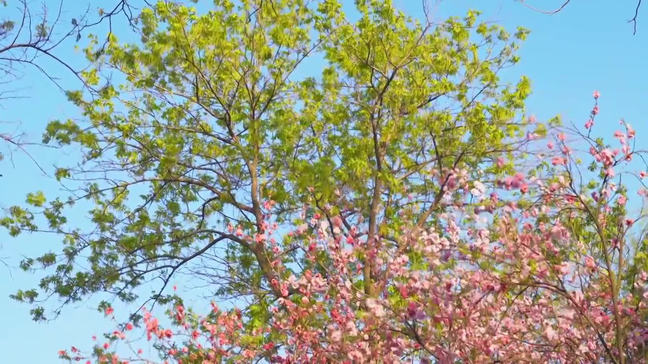 江南杭州西湖春天桃花盛开自然清新治愈风景视频素材