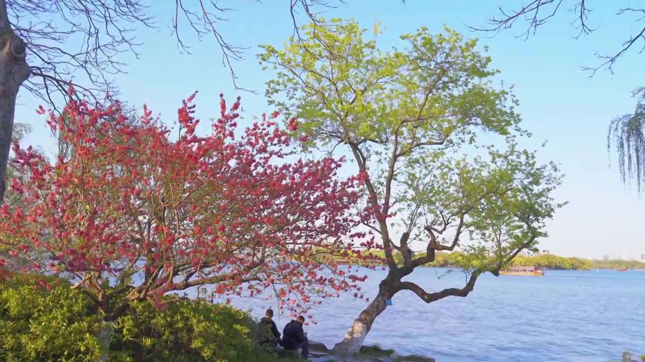 江南杭州西湖春天桃花盛开自然清新治愈风景视频素材