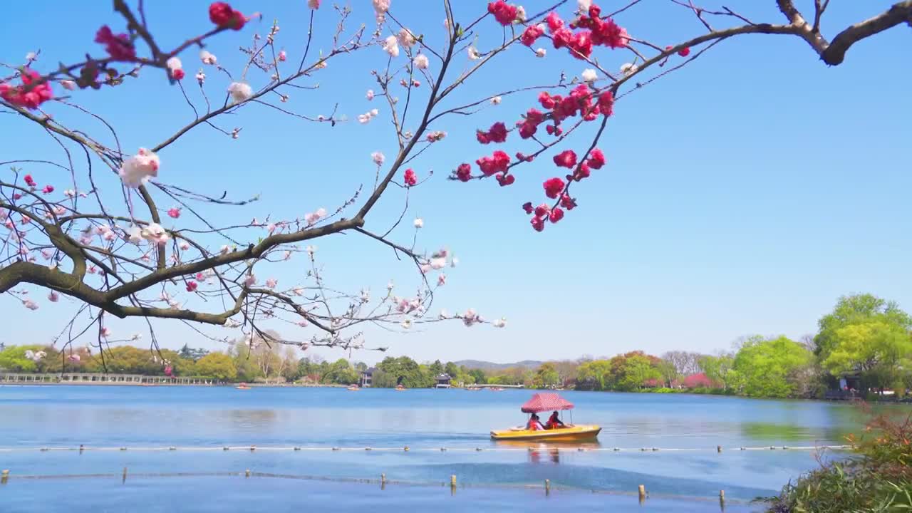 【合集】江南杭州西湖春天自然治愈风景视频素材