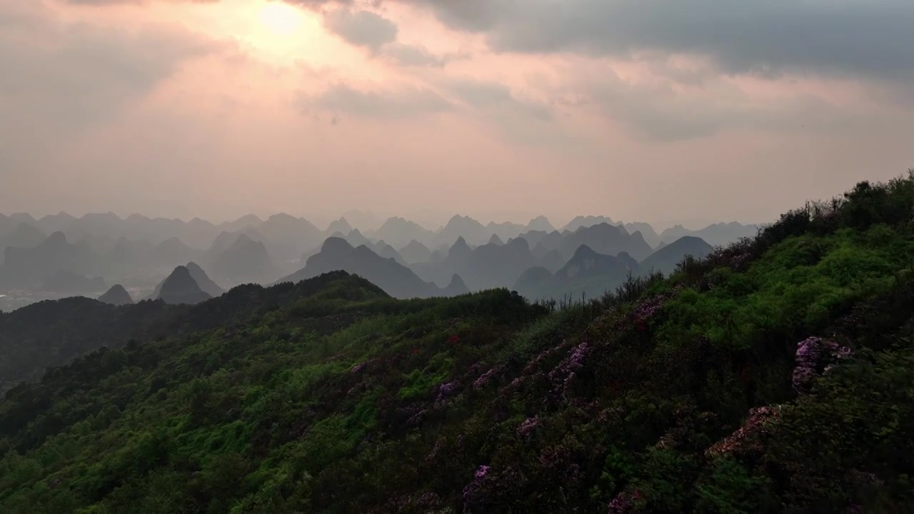 春天日出时分桂林高山上盛开的杜鹃花视频素材