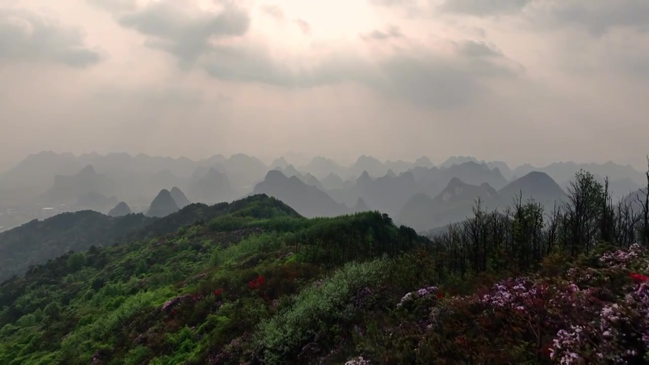 春天日出时分桂林高山上盛开的杜鹃花视频素材