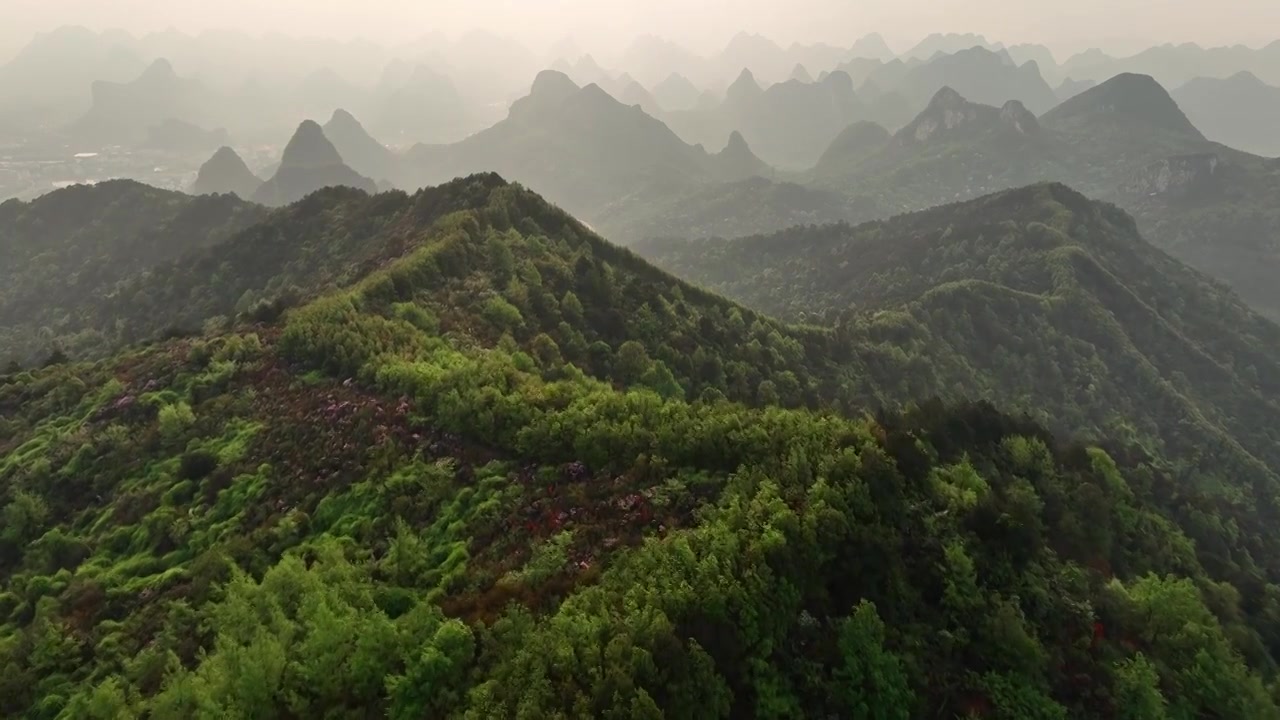 春天早晨桂林高山上盛开的杜鹃花视频素材