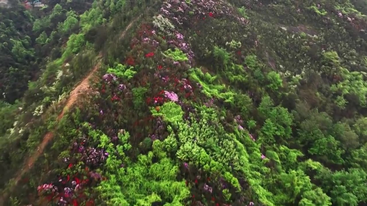 春天早晨桂林高山上盛开的杜鹃花视频素材