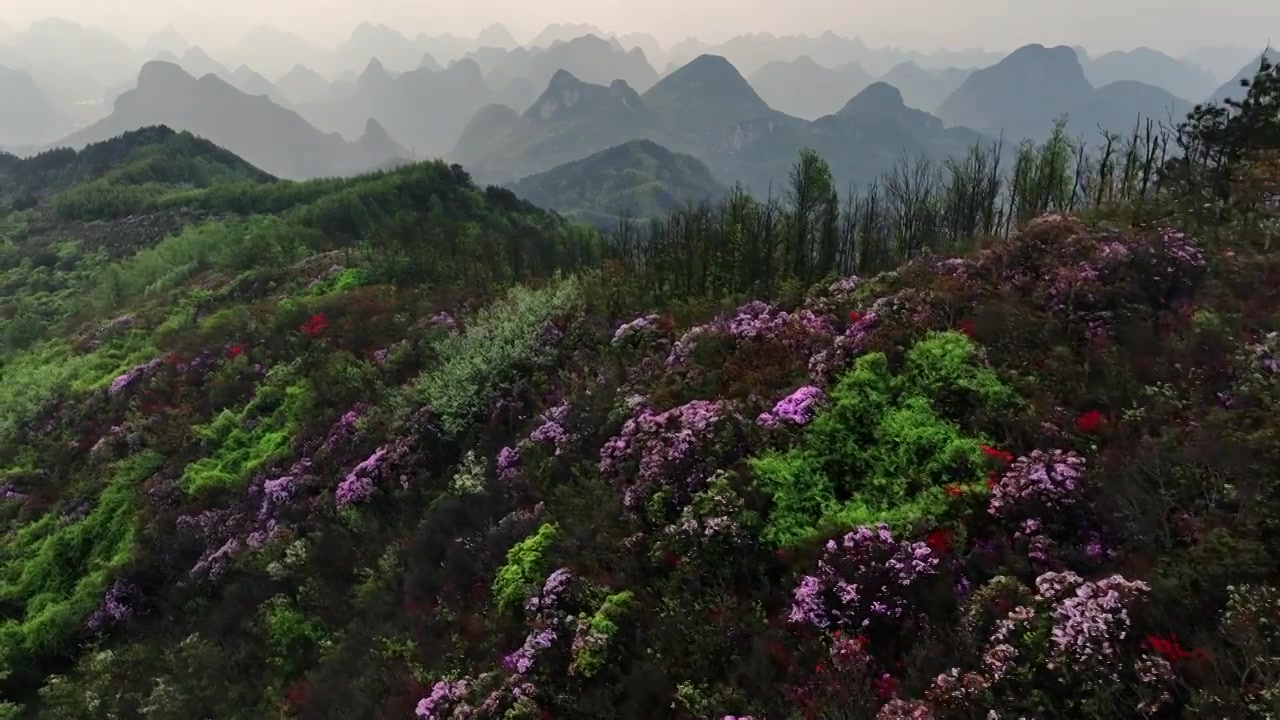 春天早晨桂林高山上盛开的杜鹃花视频素材