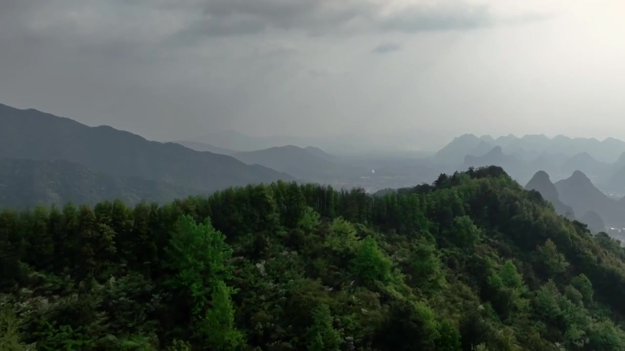 春天早晨阳光下桂林高山上盛开的杜鹃花视频素材