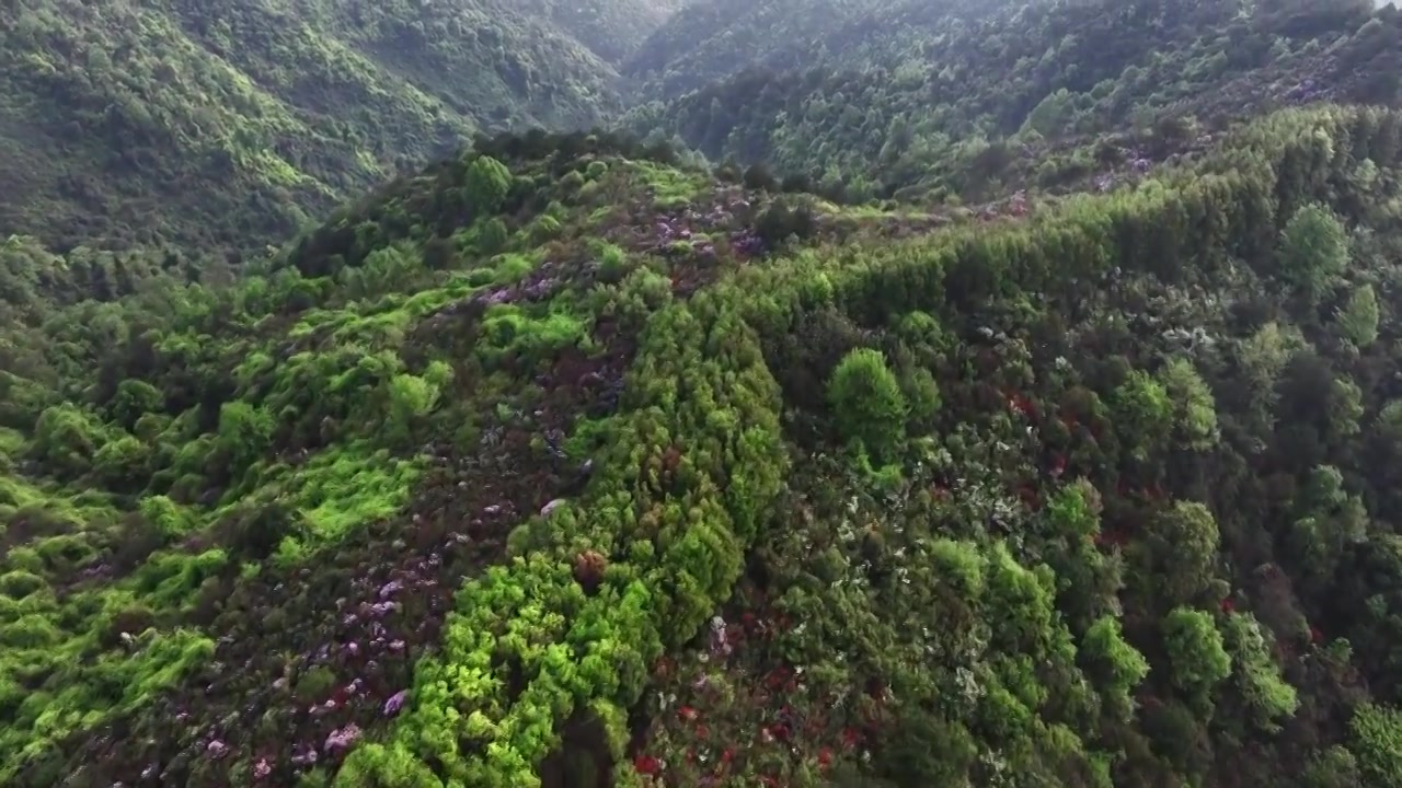 春天早晨阳光下桂林高山上盛开的杜鹃花视频素材