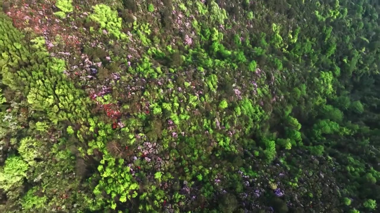 春天早晨阳光下桂林高山上盛开的杜鹃花视频素材