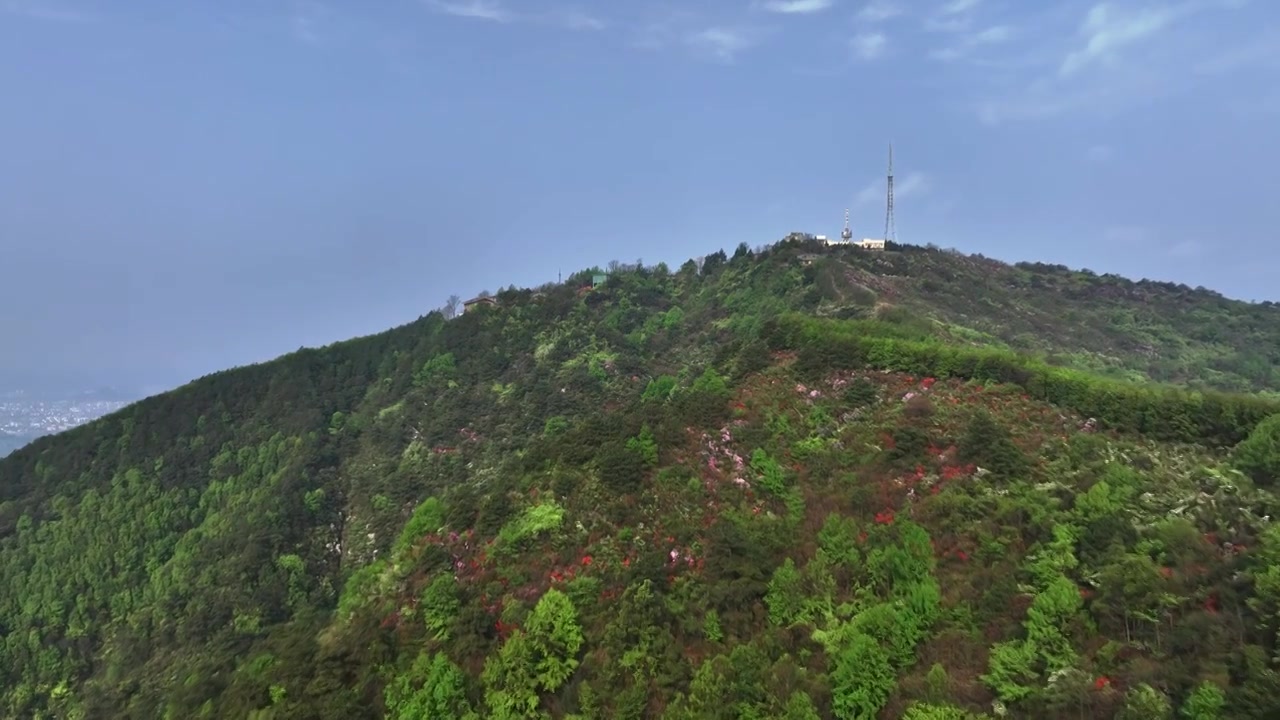 春天早晨阳光下桂林高山上盛开的杜鹃花视频素材