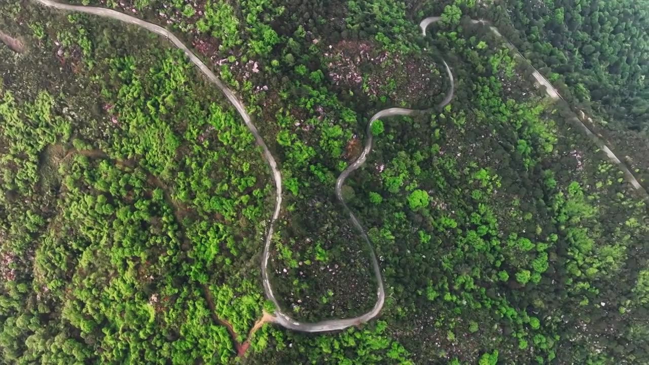 春天阳光下桂林高山上盛开的杜鹃花和盘山公路上的汽车视频素材