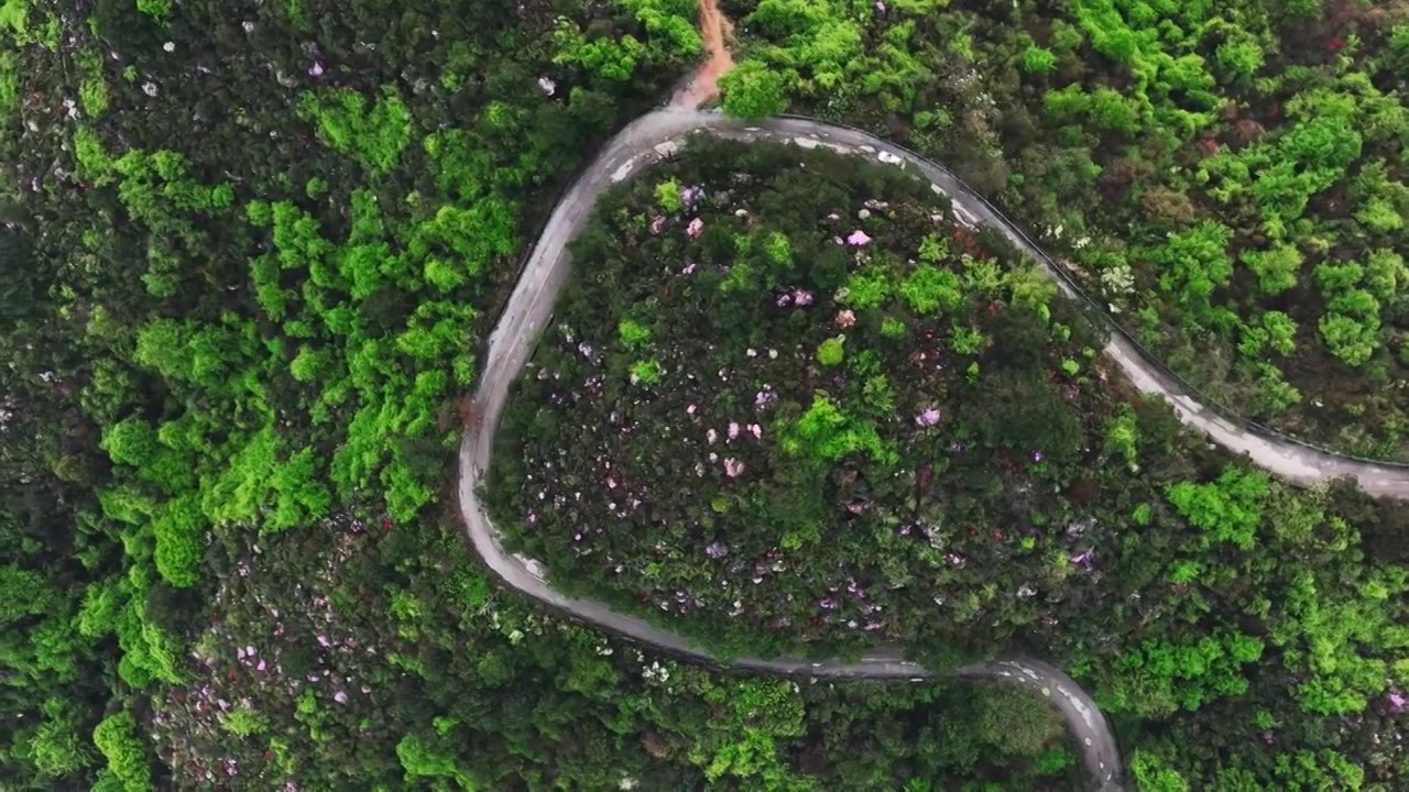 春天阳光下桂林高山上盛开的杜鹃花和盘山公路上的汽车视频素材