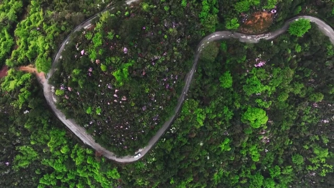 春天阳光下桂林高山上盛开的杜鹃花和盘山公路上的汽车视频素材