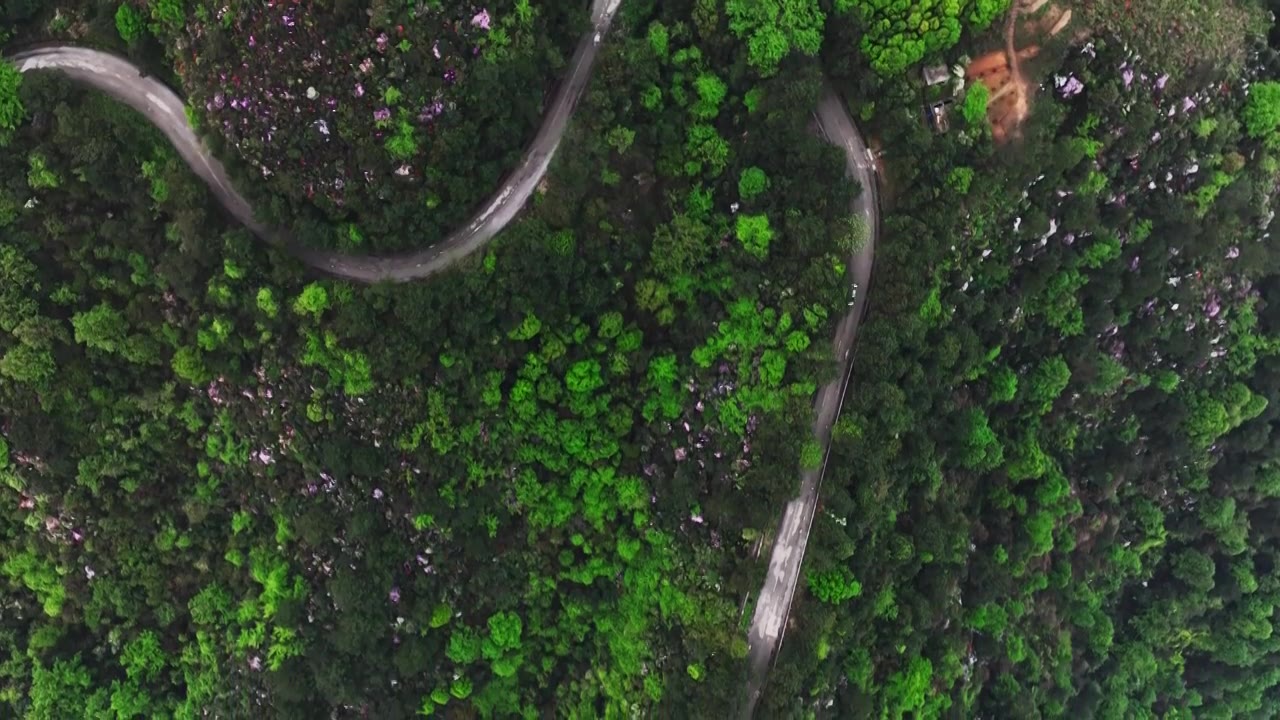 春天阳光下桂林高山上盛开的杜鹃花和盘山公路上的汽车视频素材