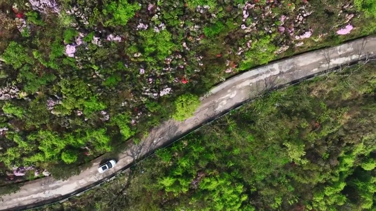 春天阳光下桂林高山上盛开的杜鹃花和盘山公路上的汽车视频素材