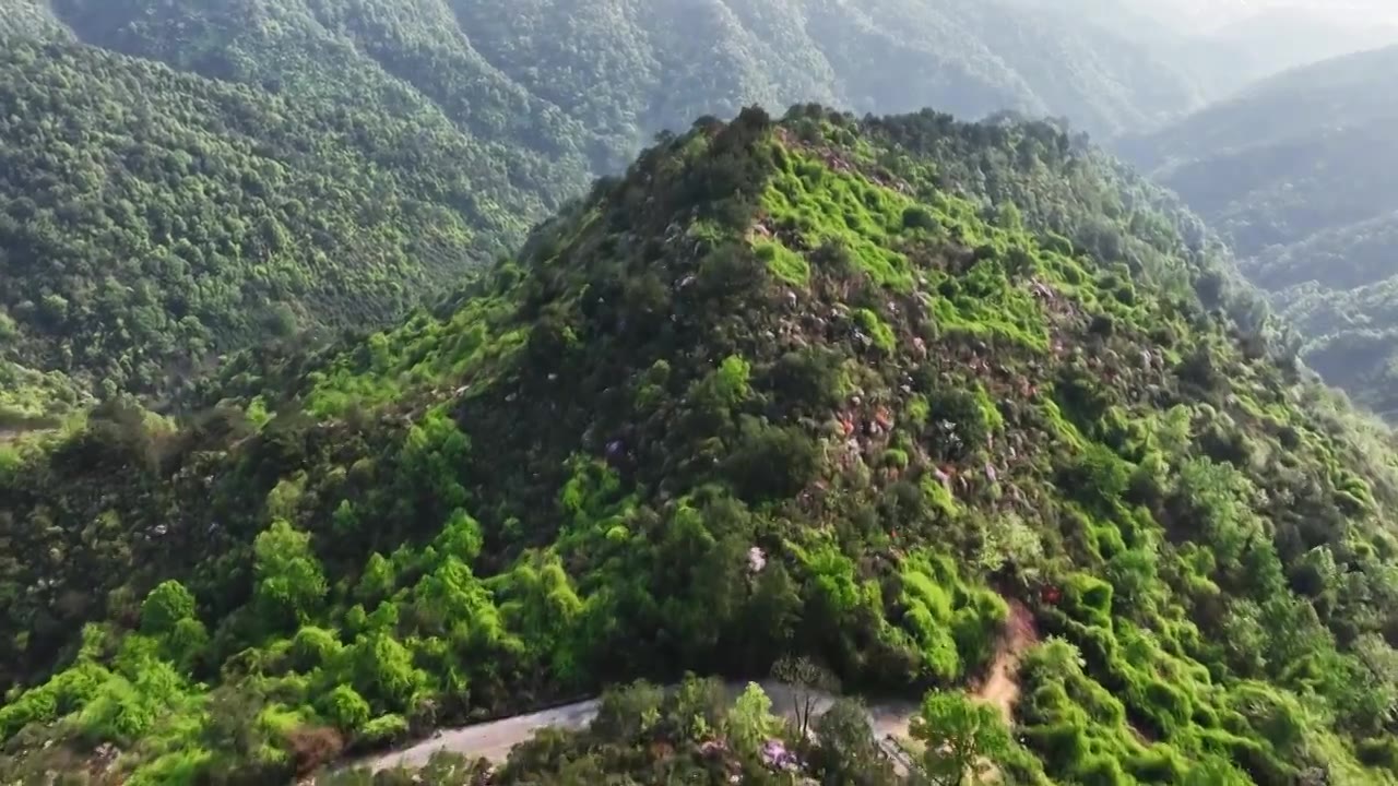 春天阳光下桂林高山上盛开的杜鹃花和盘山公路上的汽车视频素材