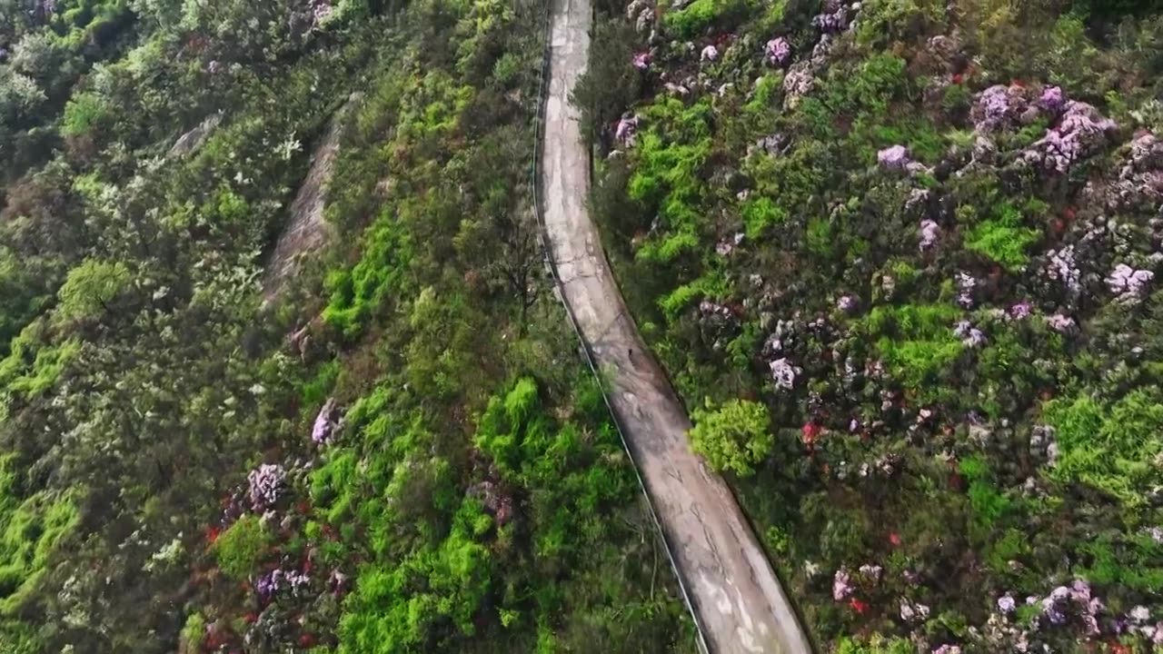 春天阳光下桂林高山上盛开的杜鹃花和公路上骑行的人视频素材