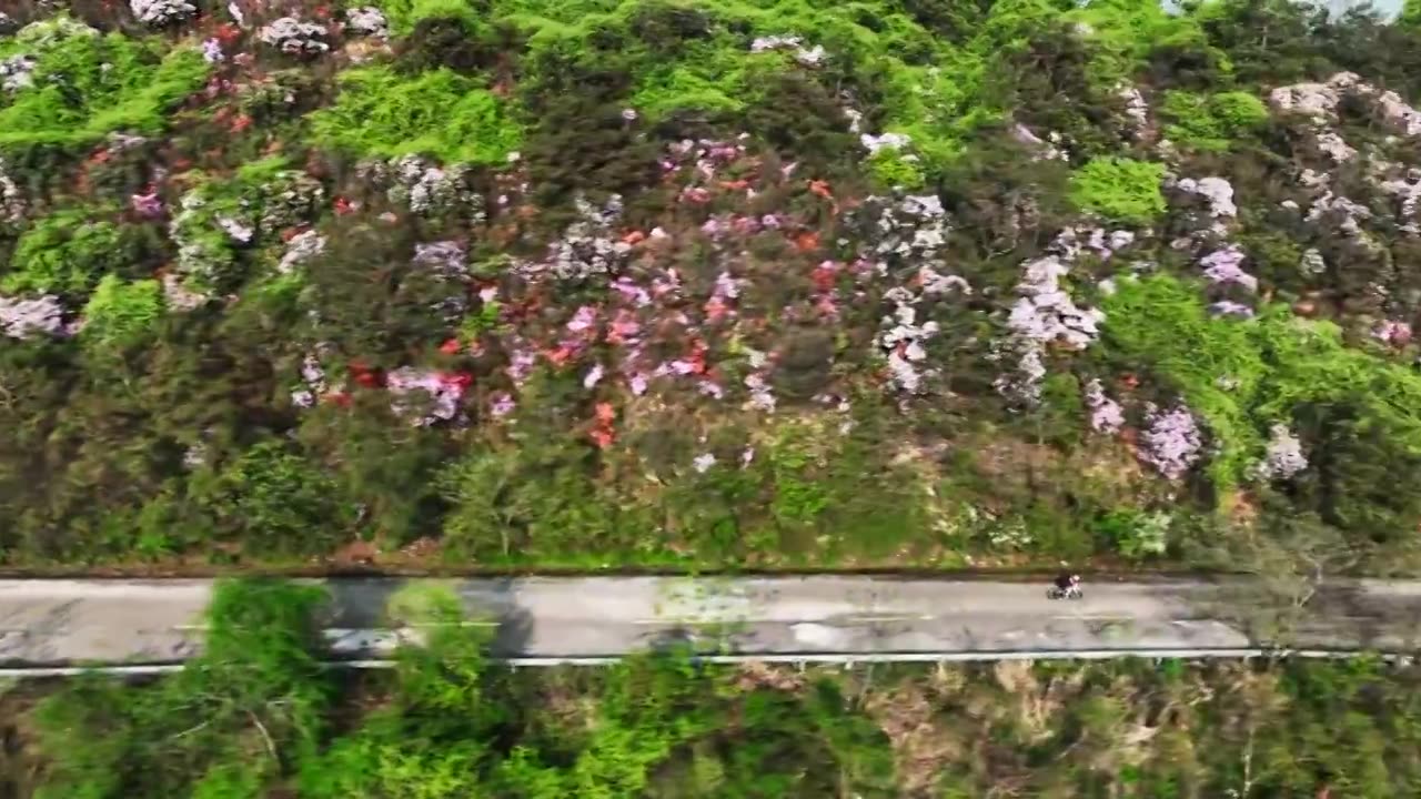 春天阳光下桂林高山上盛开的杜鹃花和公路上骑行的人视频素材