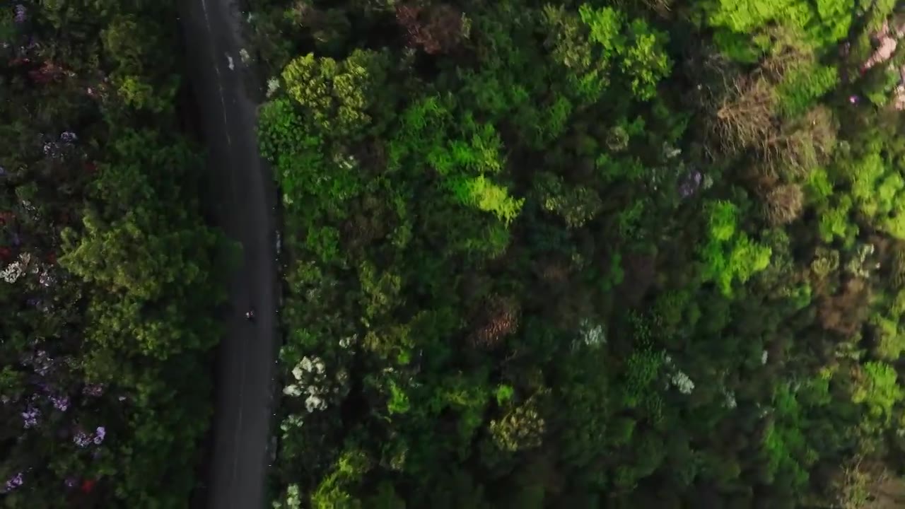 春天阳光下桂林高山上盛开的杜鹃花和公路上骑行的人视频素材