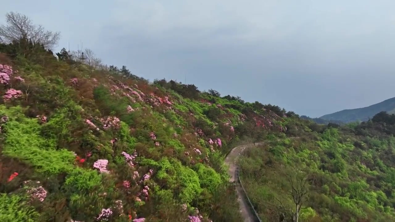 春天阳光下桂林高山上盛开的杜鹃花和盘山公路视频素材