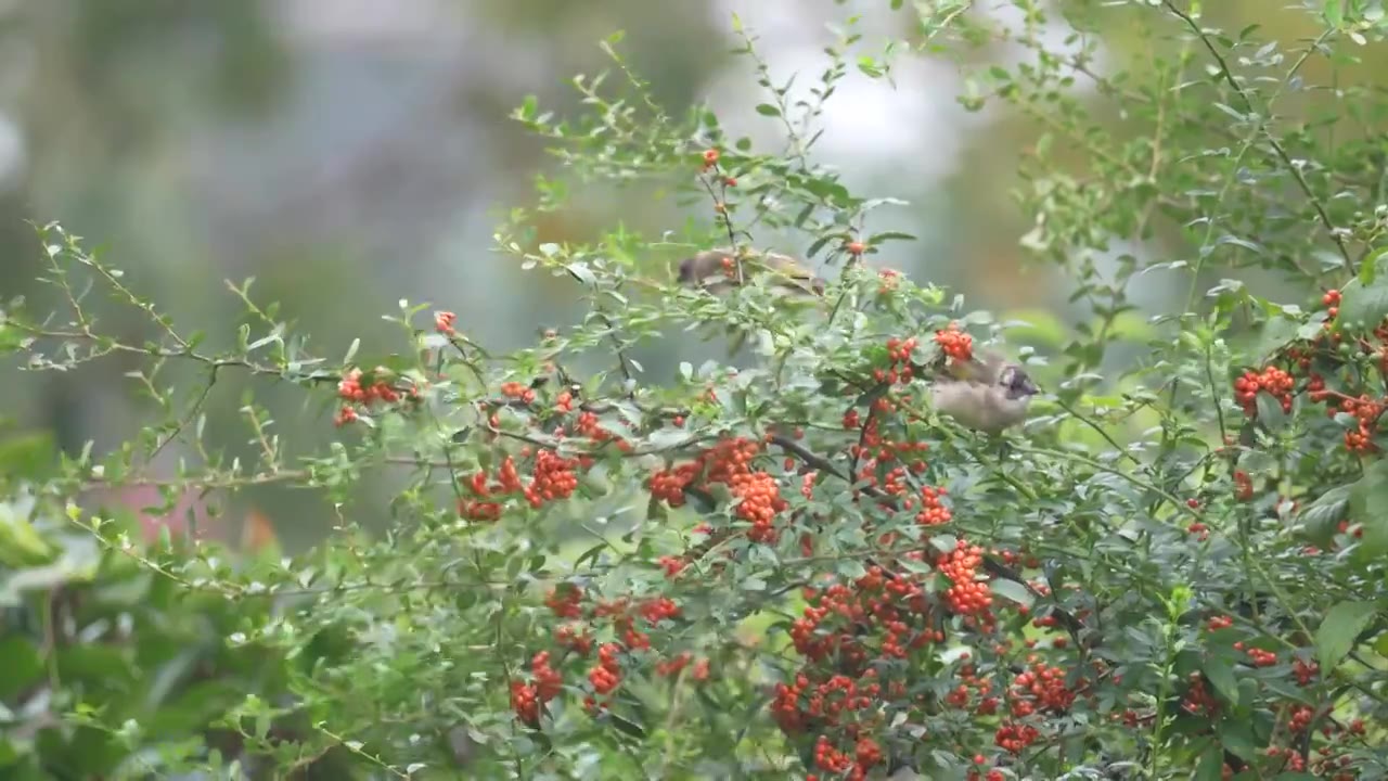 白头鹎吃果子视频素材