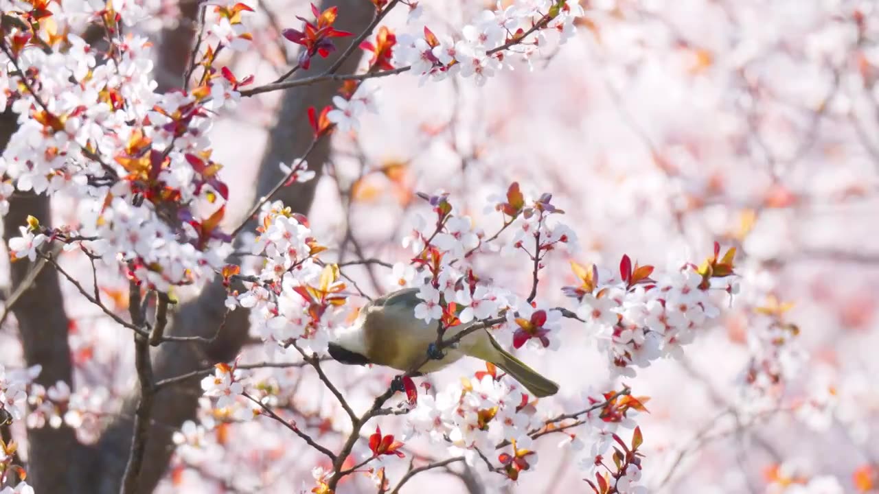 白头鹎吃花视频素材