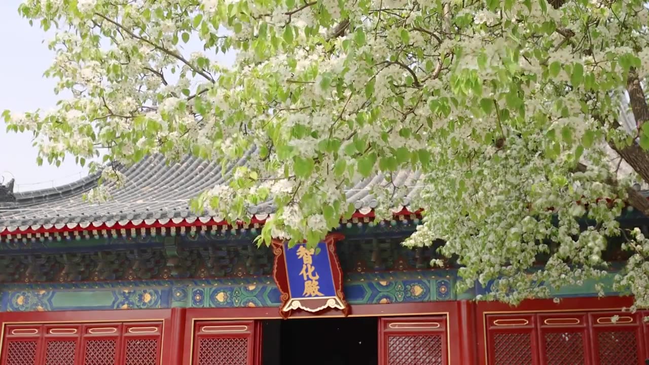 北京春天春分清明节气智化寺佛教古代建筑明朝寺庙梨树梨花盛开视频素材