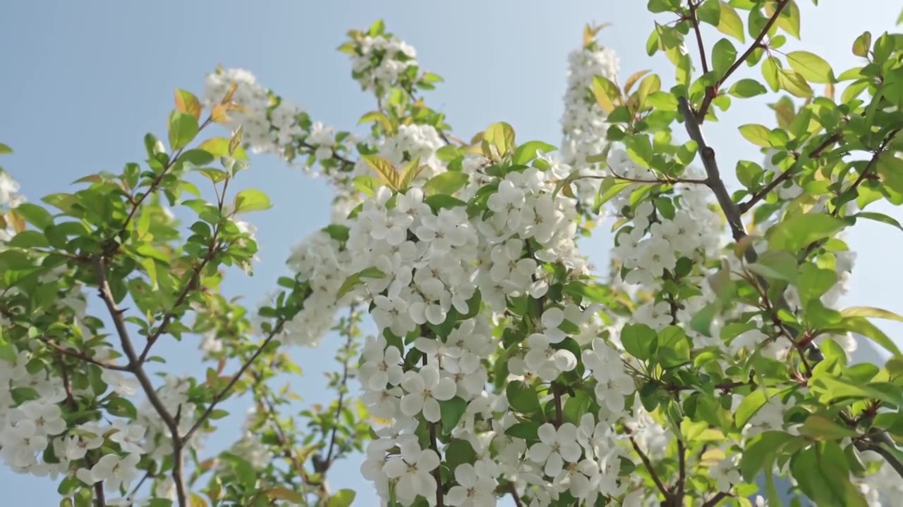 白色海棠花春天花朵花瓣特写空景空镜视频素材