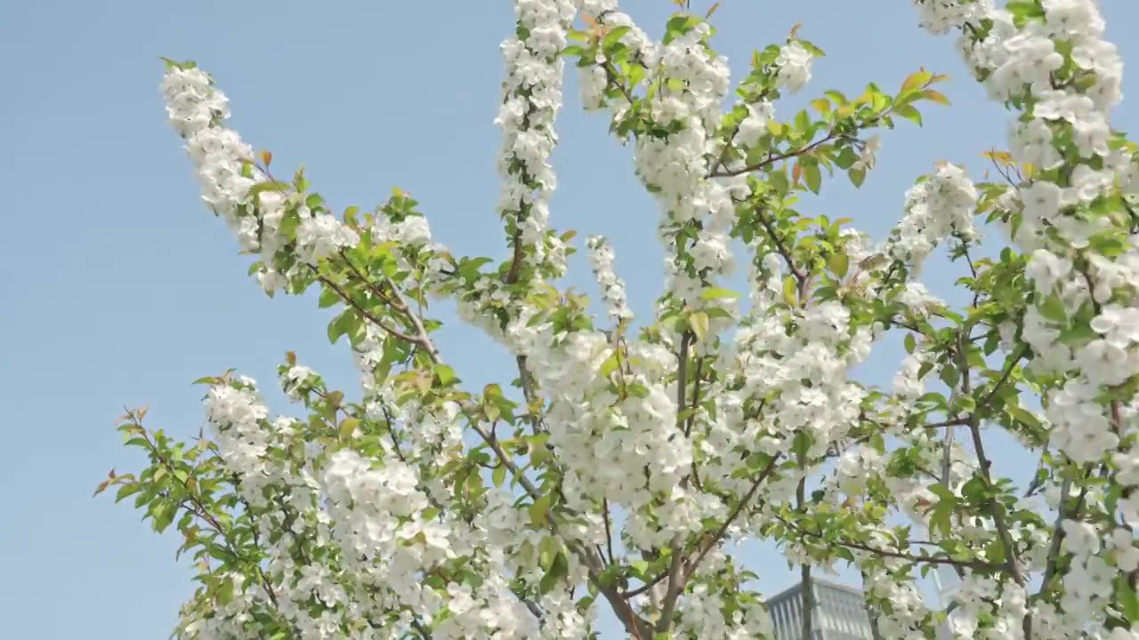 白色海棠花春天花朵花瓣特写空景空镜视频素材